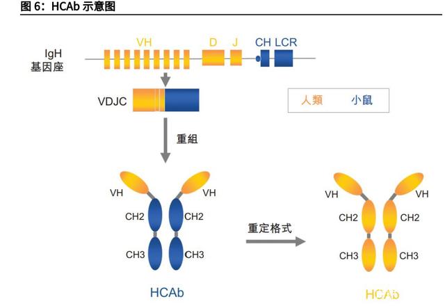 抗体疗法可让小鼠免疫系统年轻化